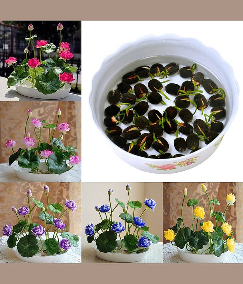 Lotus Pink & White Colors Flower Seeds For Home Garden | Pack of 20 Seeds with Instruction Manual