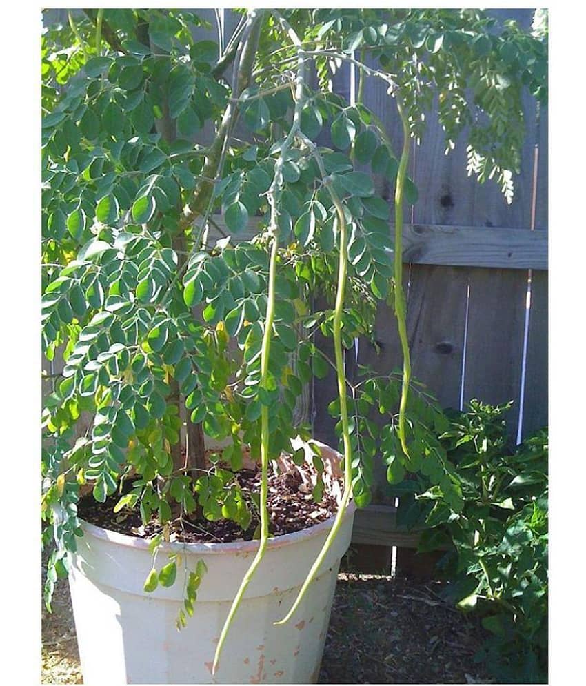 Creative Farmer Hybrid Drumstick Tree Seeds
