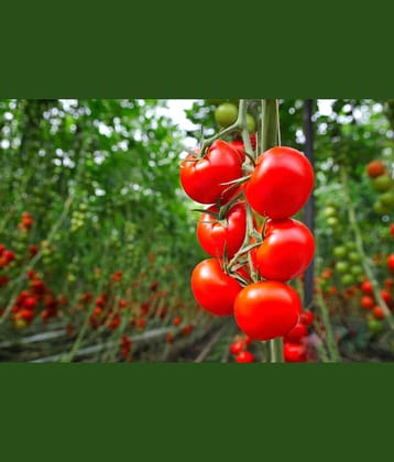 homeagro - Tomato Vegetable ( 100 Seeds )