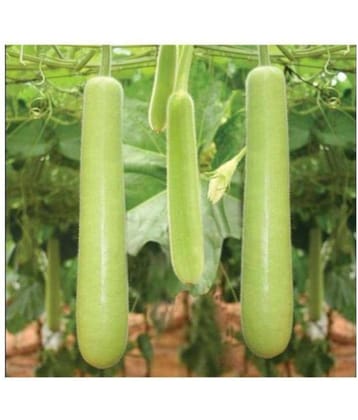 SarvaRetail Organic Bottle Gourd Seeds (Pack of 20 High Quality Seeds)