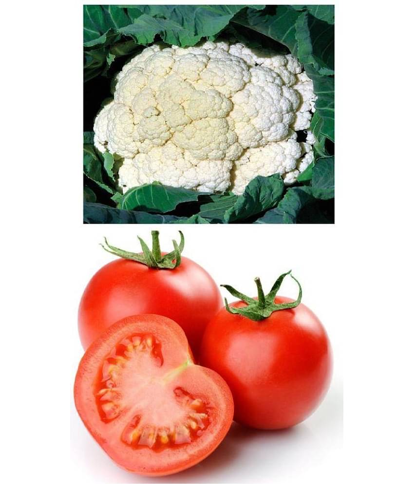 Vegetable seeds Cauliflower and tomato combo pack of 100 Best Quality Premium Seeds
