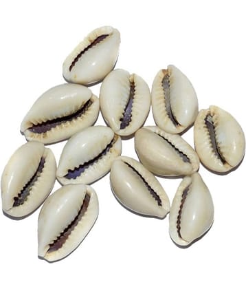 Aksaya Marketing Marble White Kodi Shell - Pack of 11