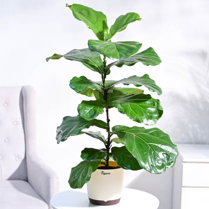 Fiddle Leaf Fig Plant-Ivory / GroPot