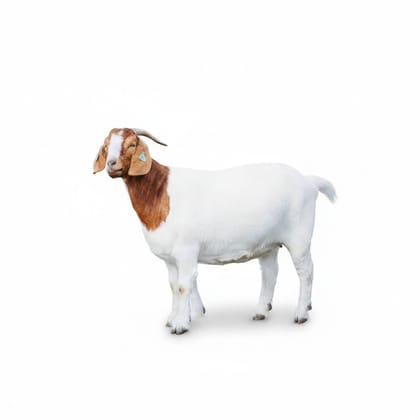 Live Boer Goat - 30 kg - 50 individual live goats