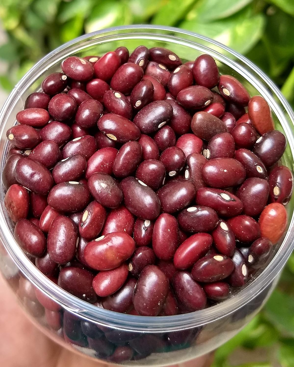 Organic Rajma (Red) 1 KG