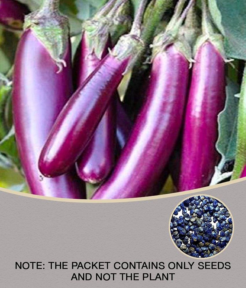 brinjal eggplant seeds 50 seeds