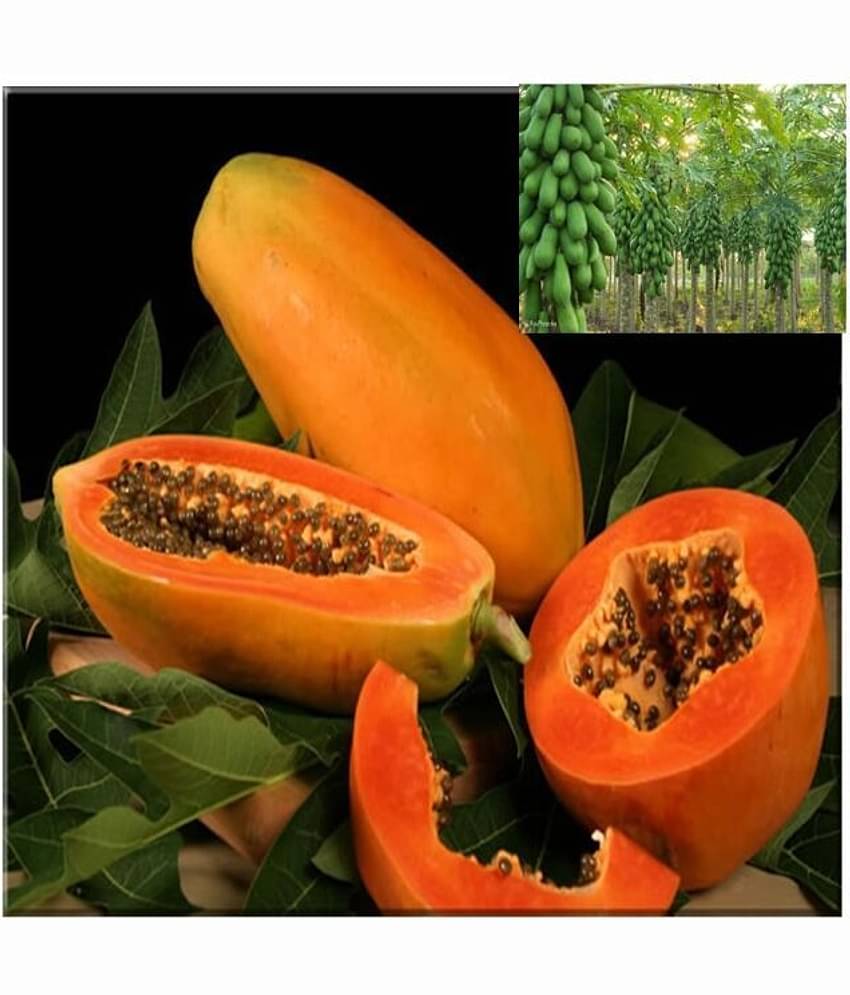 Sweet Desi papaya 100 seeds high germination seeds for gardening use iwith user manual