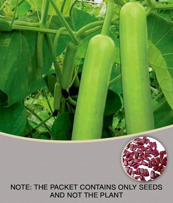 BOTTLE GOURD LONG SEEDS (PACK OF 15 SEEDS X 1 PACKET)