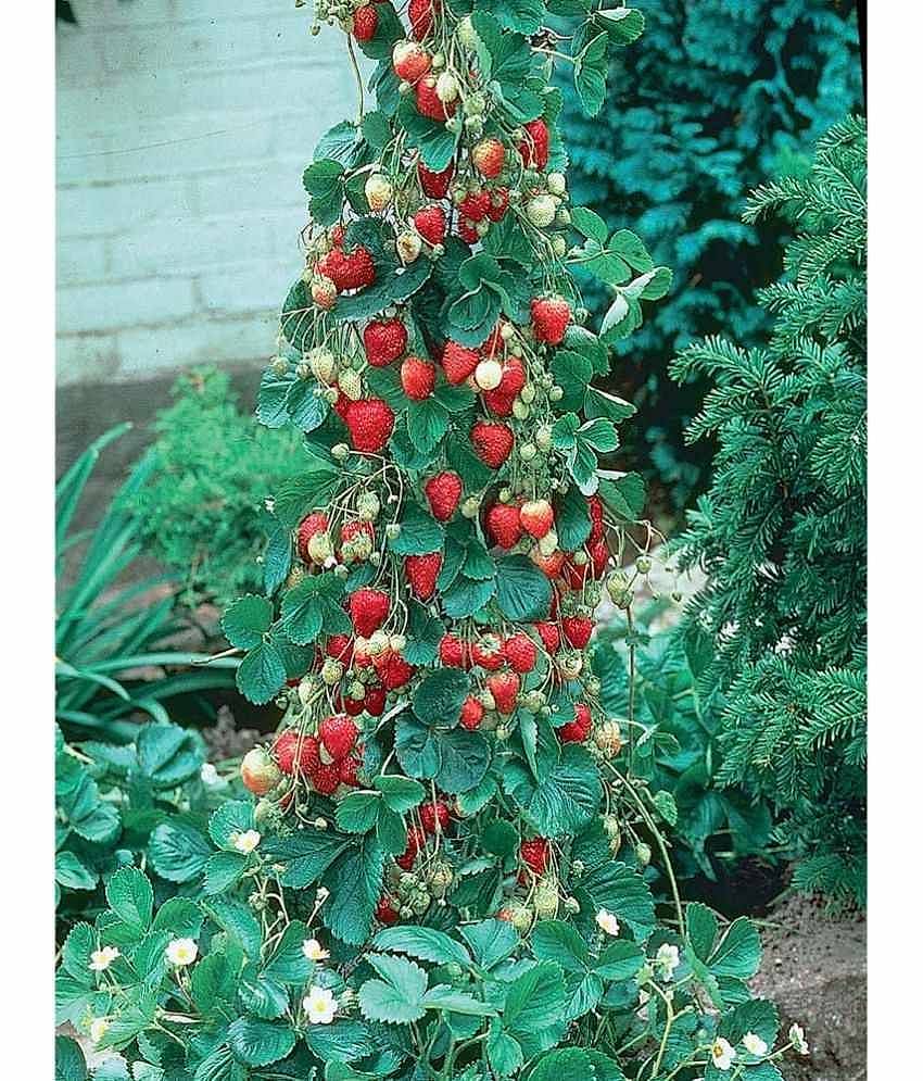 Climbing Strawberry seeds