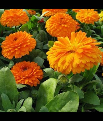 Infintegreen Calendula Flower ( 100 Seeds )