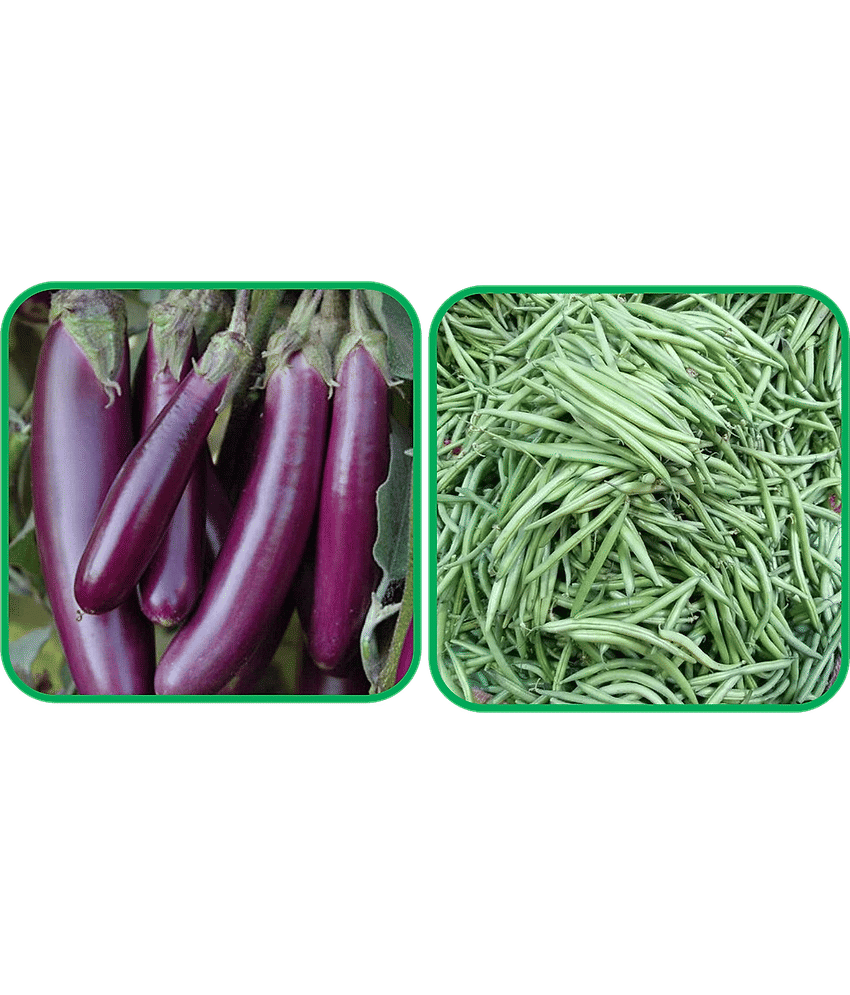 Aero Seeds French Beans ( 30 Seeds) And Brinjal Purple Long (30 Seeds) Vegetable Seeds Pack