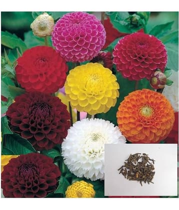 MIX DAHLIA FLOWER 100 SEEDS PACK WITH COCOPEAT AND MANAUL FOR GARDENING USE