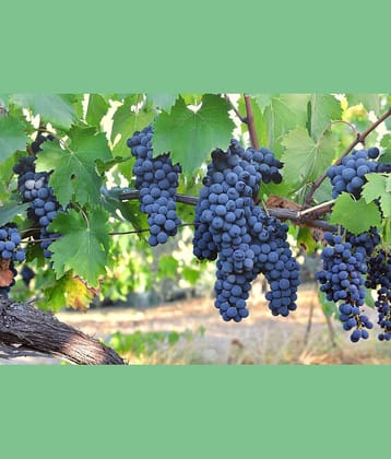 homeagro - Black Grape Fruit ( 20 Seeds )
