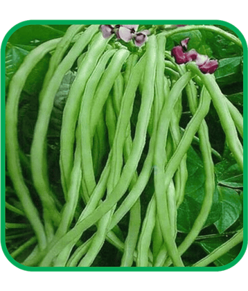 Aero Seeds Lobiya/Cowpea Pack of 30 Seeds
