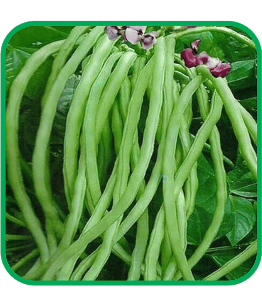 Aero Seeds Lobiya/Cowpea Pack of 30 Seeds