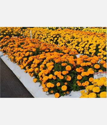 homeagro - Marigold Flower ( 50 Seeds )