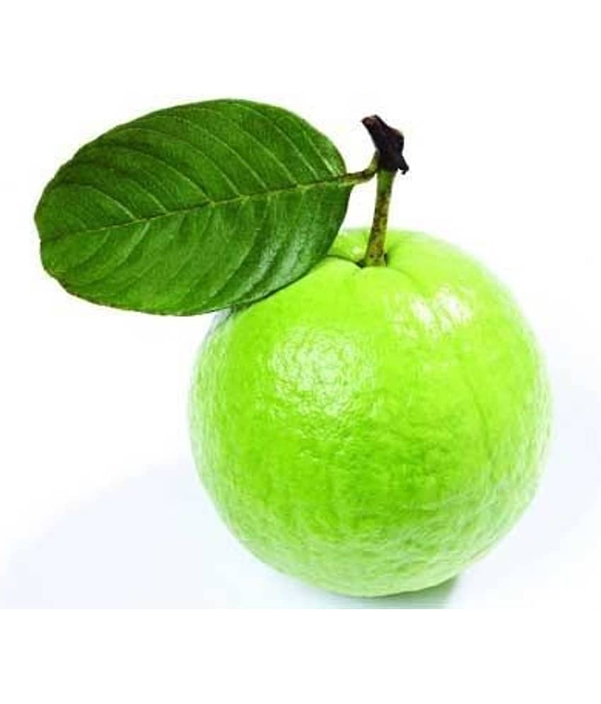 qew guava seeds pearl 50 seeds