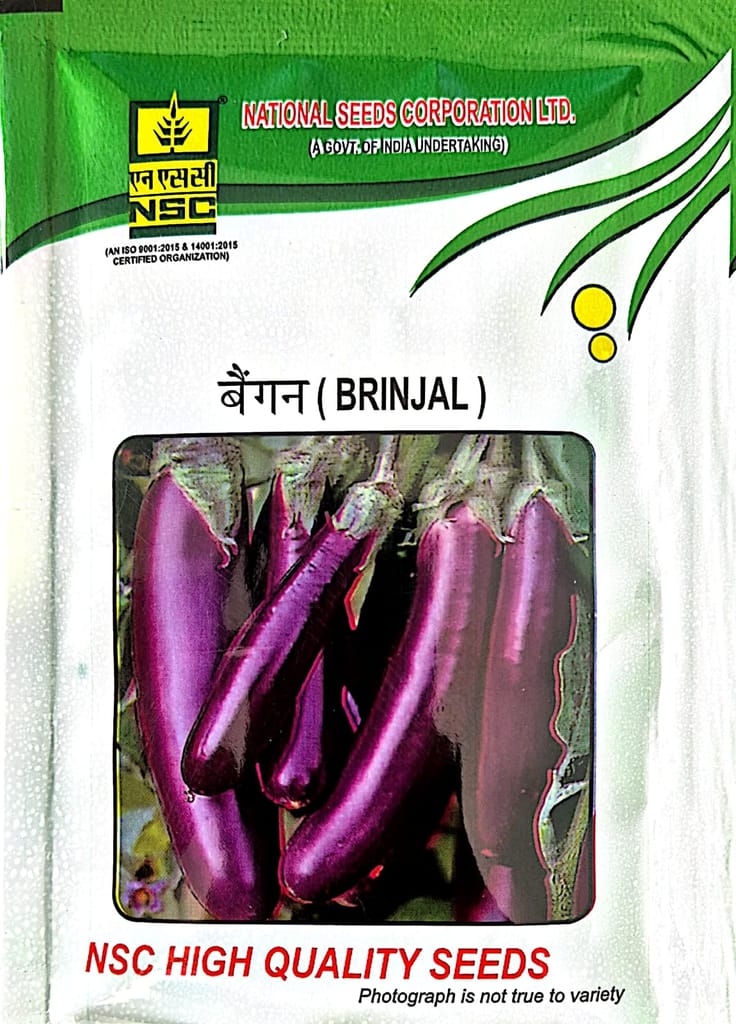 Nsc brinjal ppl seeds - 10 gm