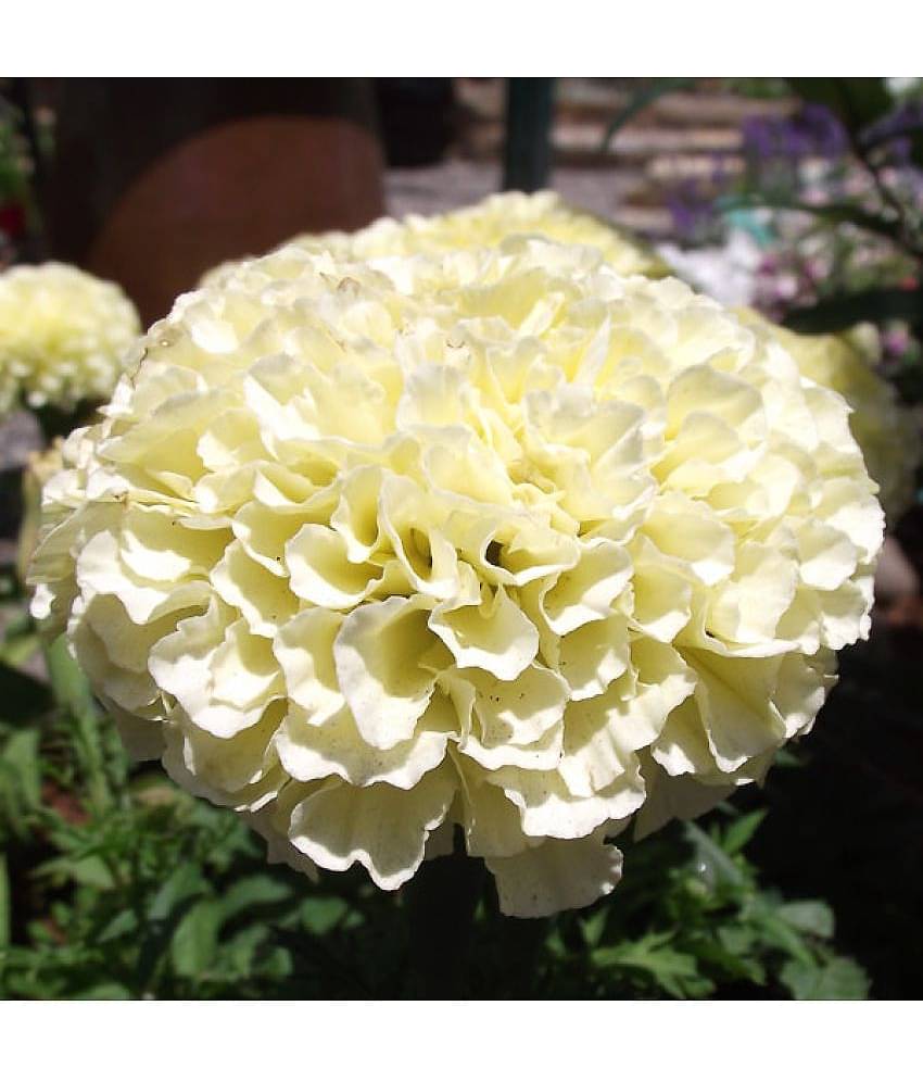 Rare African Marigold Seeds VANILLA IMÂ­PROVED HYBRID  soft creamy-white 30 Seeds