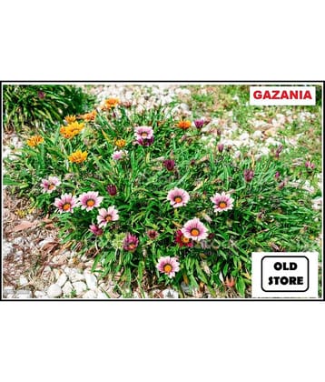 GAZANIA MIX VARIETY FLOWER PHOOL 30 SEEDS WITH FREE COCOPEAT COMBO PACK WITH USER MANAUL FOR HOME GARDENING USE