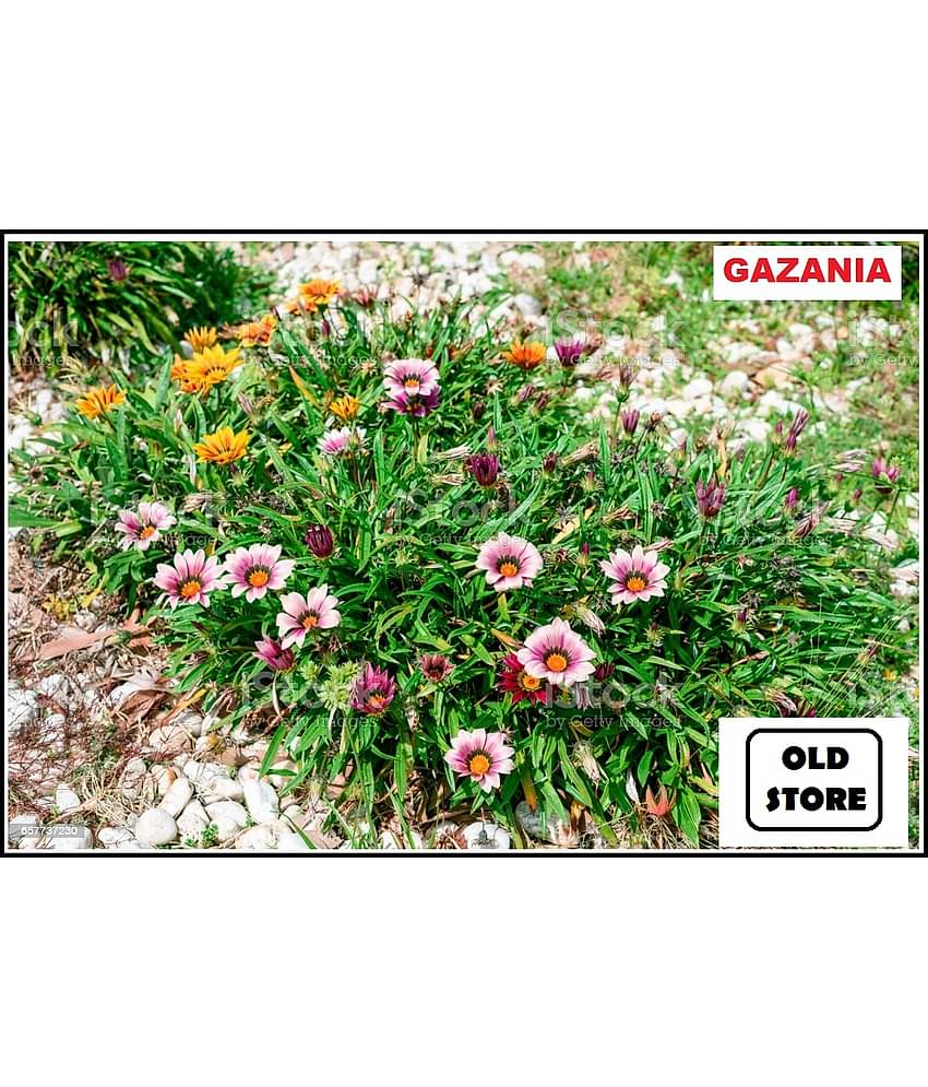 GAZANIA MIX VARIETY FLOWER PHOOL 30 SEEDS WITH FREE COCOPEAT COMBO PACK WITH USER MANAUL FOR HOME GARDENING USE
