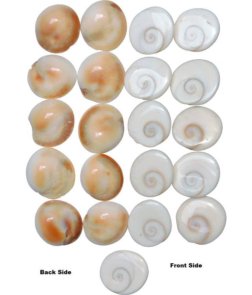 Kriwin 21 pcs Original Gomti / Gomati Chakra