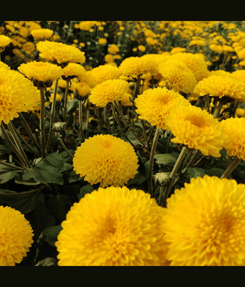 Jignisha Seeds Chrysanthemum Yellow Flower ( 30 Seeds )