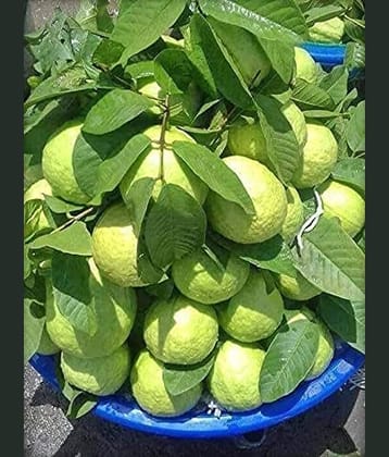 Cloud Farm Outdoor Fruit Plant ( Pack of 1 )