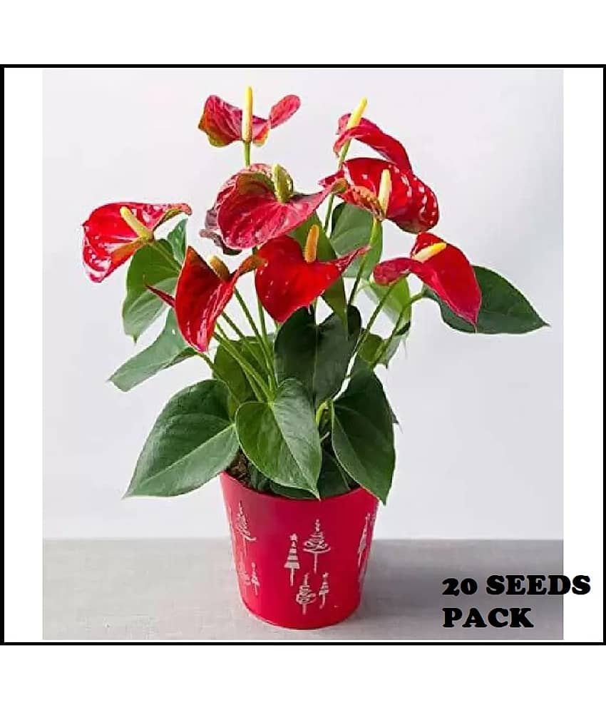 ANTHURIUM PLANT 20 SEEDS COMBO PACK WITH FREE COCO PEAT AND USER MANUAL FOR INDOOR AND OUTDOOR HOME GARDENING USE