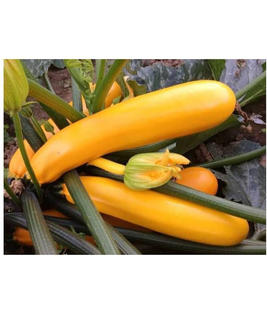 Yellow Long Zucchini Summer Squash Seeds, Courgette, Marrow, Gourd Vegetables Seeds 10