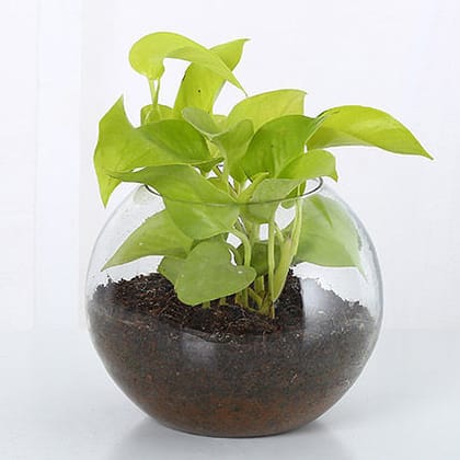 Golden Money Plant In Glass Vase