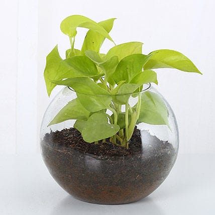 Golden Money Plant In Glass Vase