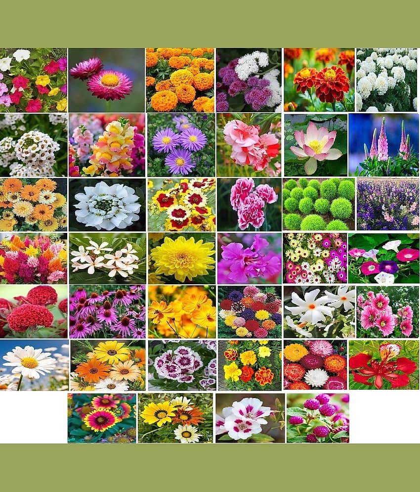 Old Store 45 variety Flower seeds combo pack with instruction manual.