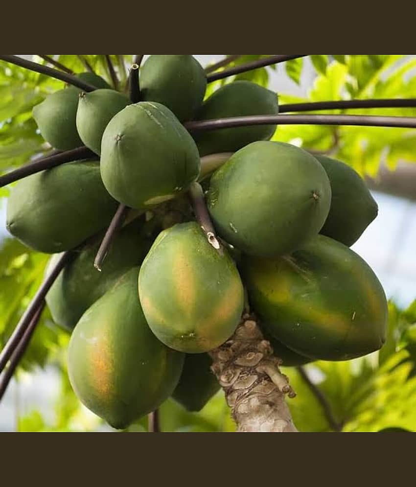 papaya seed F1 hybrid - 50 seed