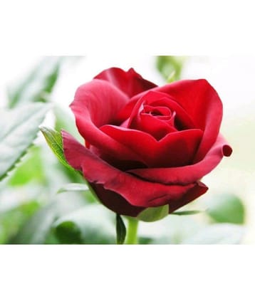 Azalea Gardens Rose Flower Seeds "Red Rose" 20 Seeds Pack