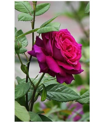 flowers hybride seeds