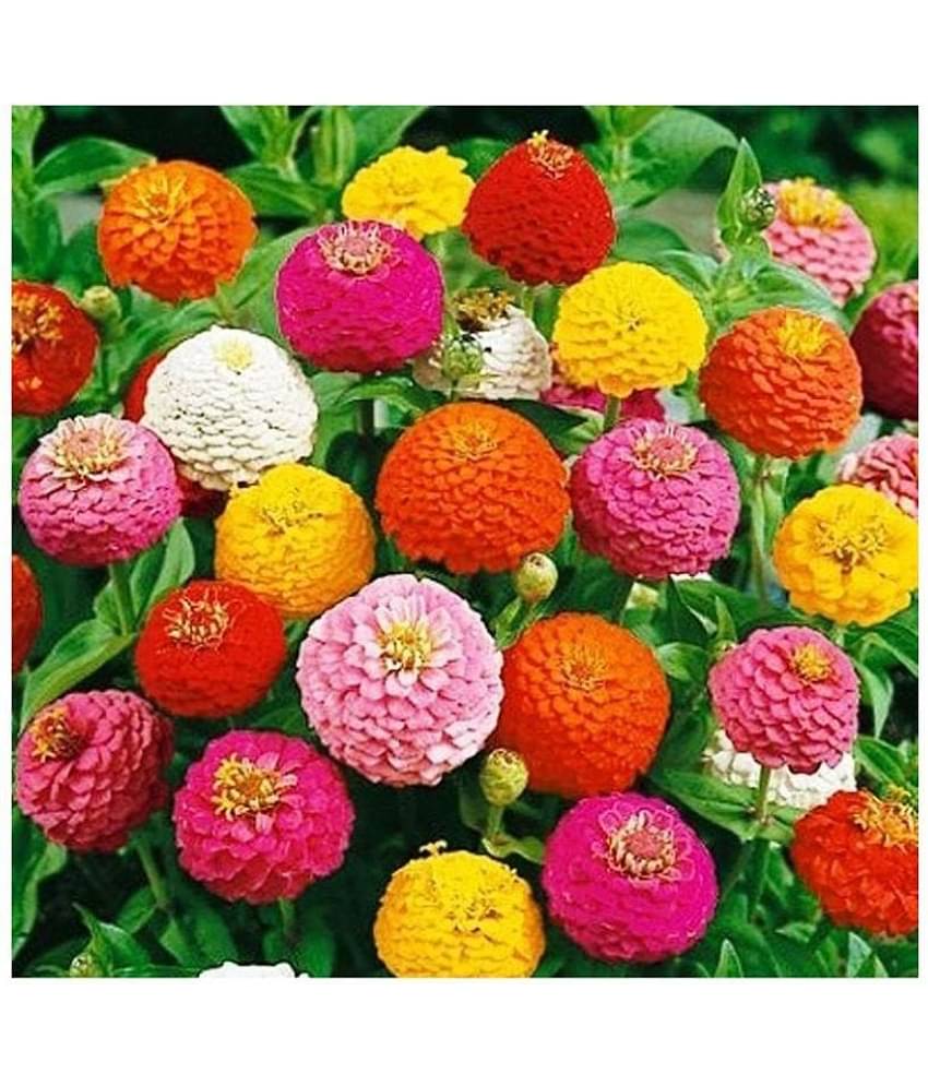 STOREFLIX Color mix zinnia flower 50 seed pack more than 10 colors flower SEEDS WITH MANAUL