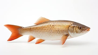 ROHU1 - 1 kg