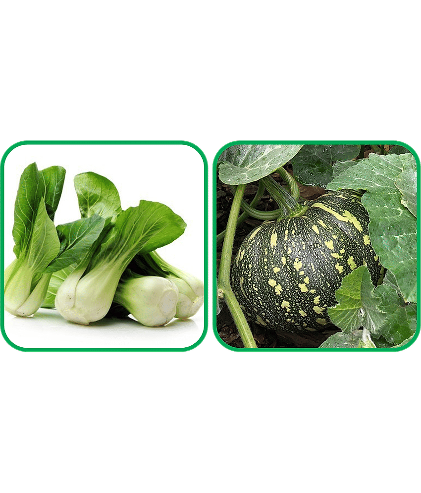Aero Seeds Pumpkin ( 30 Seeds) And Pak Choi ( 50 Seeds) Vegetable Seeds Pack