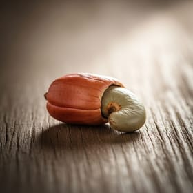 Cashew