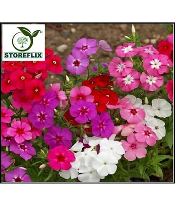 STOREFLIX PHLOX COLOR MIX VARIETY FLOWER Seed (40 per packet) WITH FREE COCOPEAT SOIL AND USER MANUAL