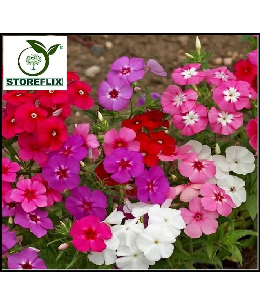 STOREFLIX PHLOX COLOR MIX VARIETY FLOWER Seed (40 per packet) WITH FREE COCOPEAT SOIL AND USER MANUAL