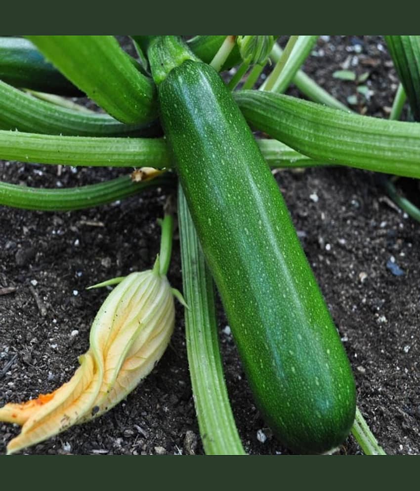 High Yielding F1 Hybrid Green Long Squash ( Zucchini ) Seeds 10