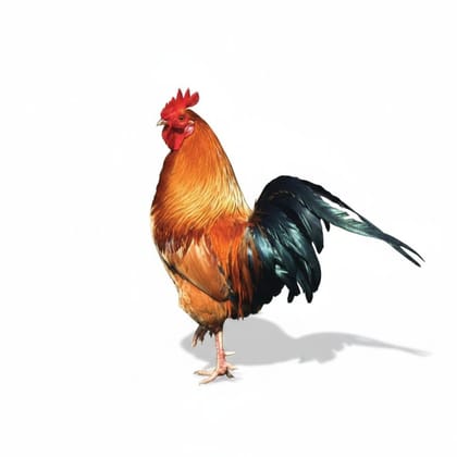 Fresh Chicken - 1 kg - One pack of chicken