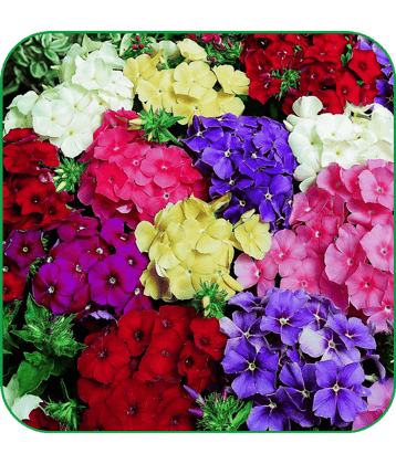Aero Seeds Phlox Mix Pack of 50 Seeds