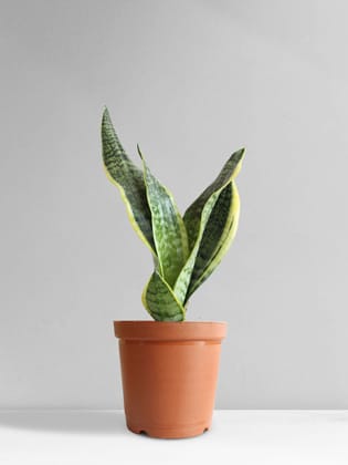 Snake Plant Futura Superba (Medium) Snake Plant Futura Superba (Medium)