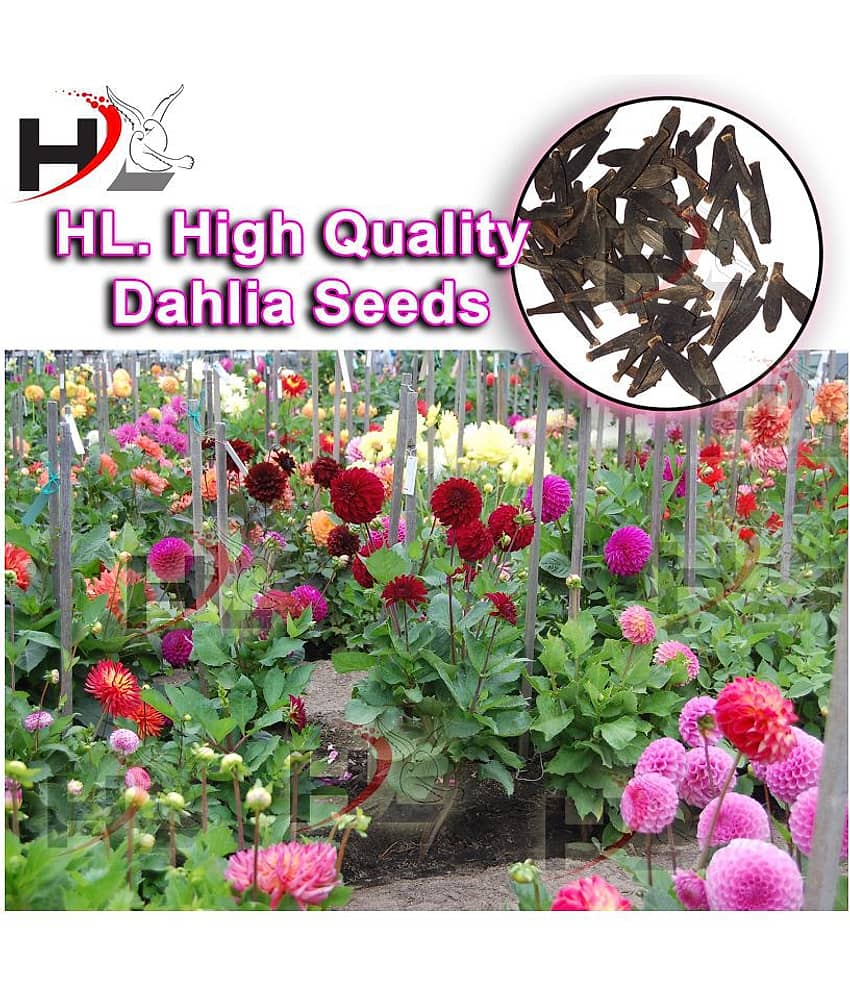 HL. Dahlia Hybrids Mixed Color - Dahlia Flower Seeds