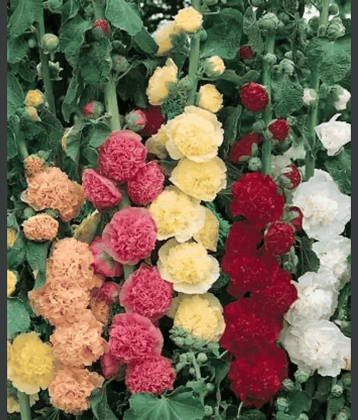 CLASSIC GREEN EARTH - Hollyhock Flower ( 25 Seeds )