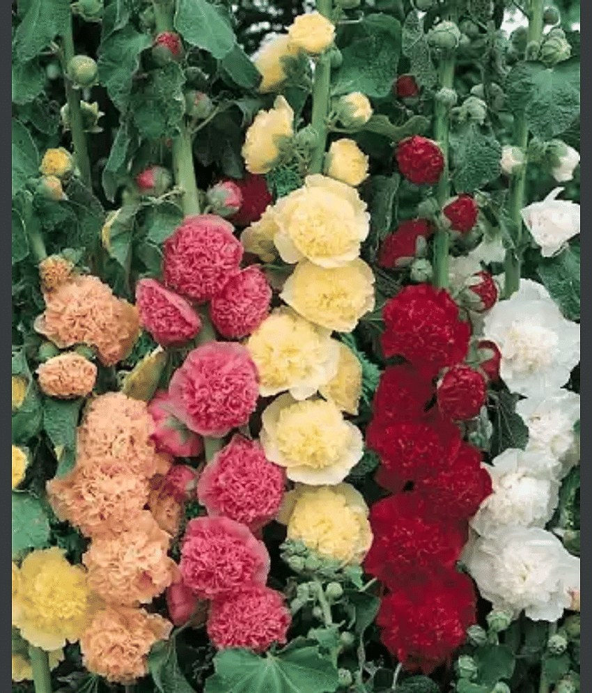 CLASSIC GREEN EARTH - Hollyhock Flower ( 25 Seeds )