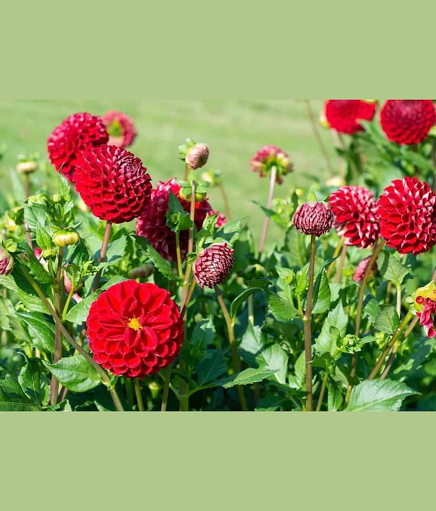 HN organic seed - Dahlia Flower ( 25 Seeds )